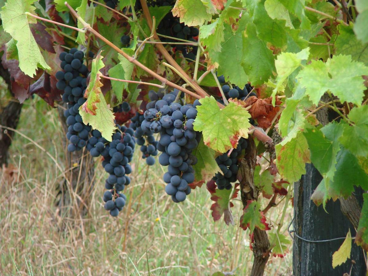 Quinta Da Portelada Peso da Régua Esterno foto